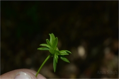 Polyalthia korinti